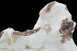 Fossil Mosasaur Skull Section - Goulmima, Morocco #107177-8
